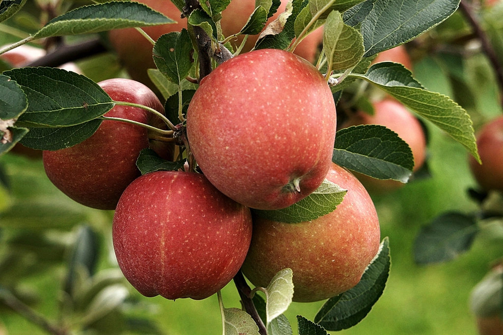 Apples — imported by Raka Trading Co.