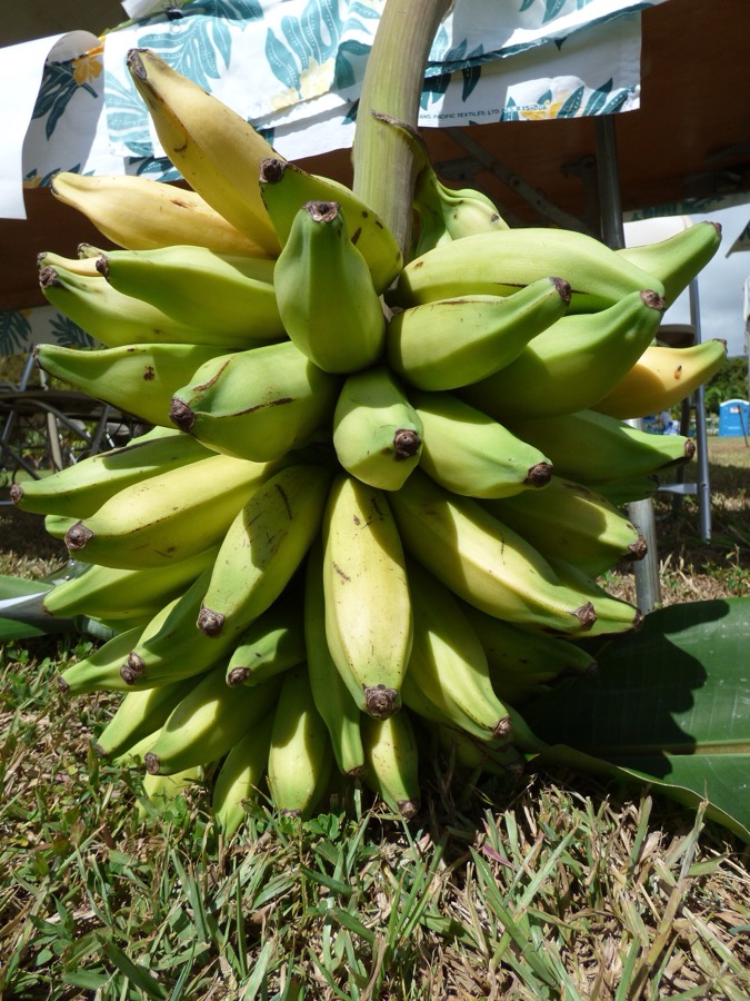 Banana — exported by Raka Trading Co.