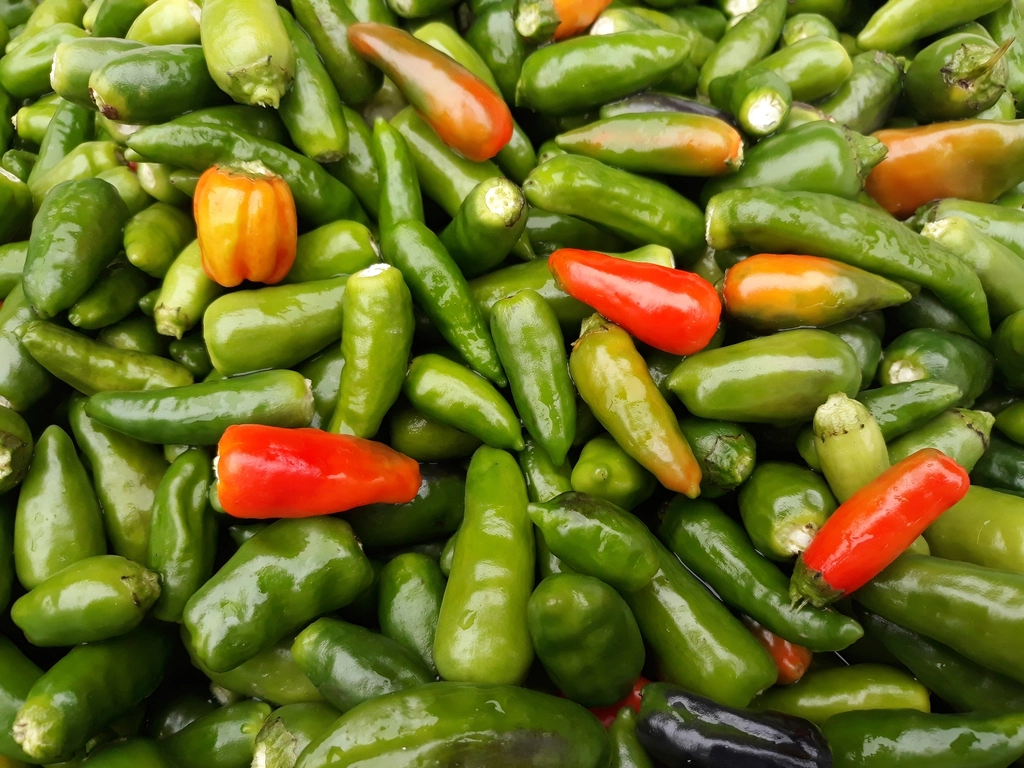 Green Chilli — exported by Raka Trading Co.