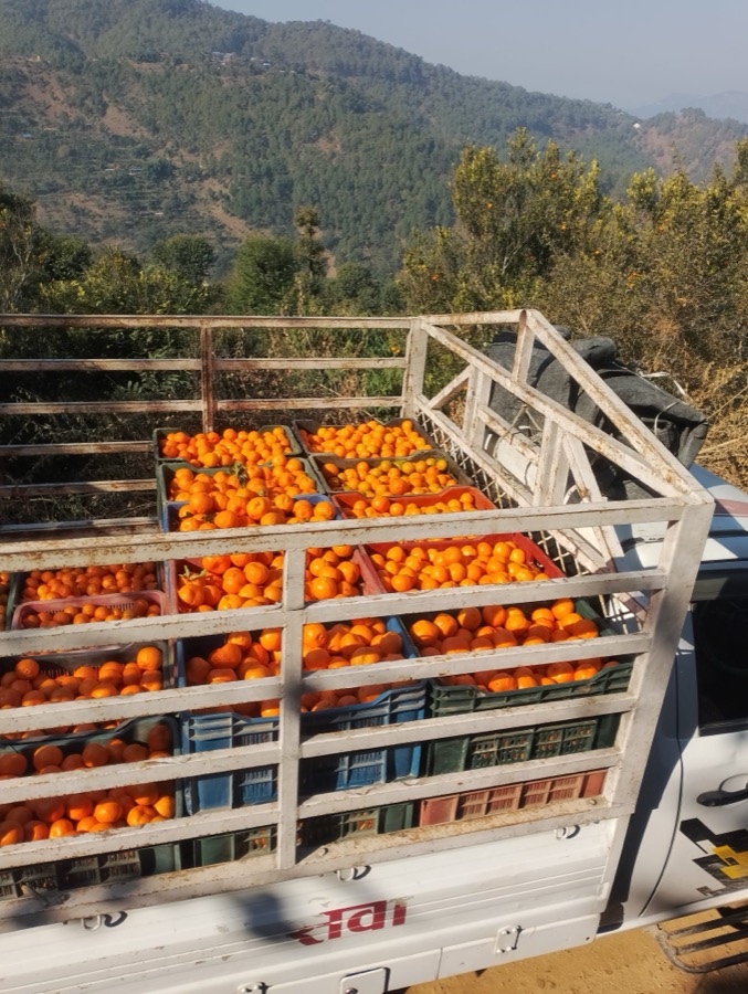 Mandarins — imported by Raka Trading Co.