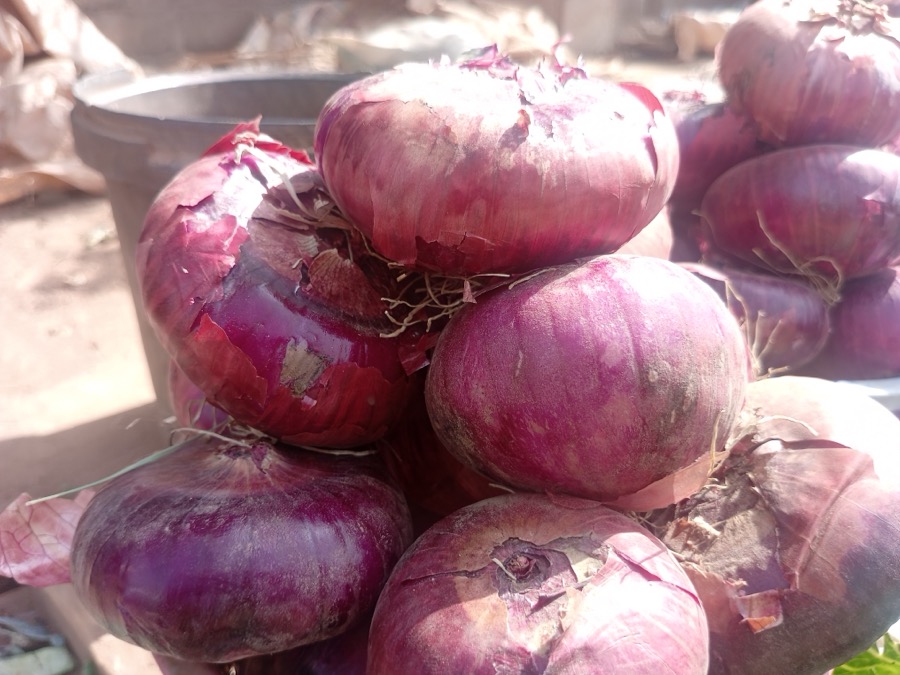 Onion — exported by Raka Trading Co.