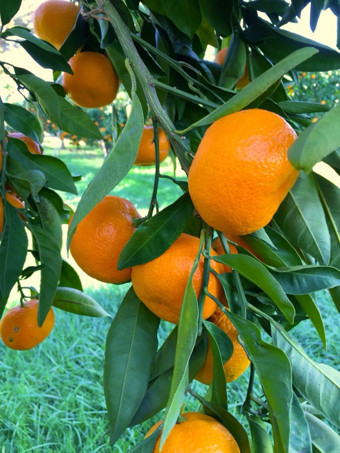 Oranges — imported by Raka Trading Co.