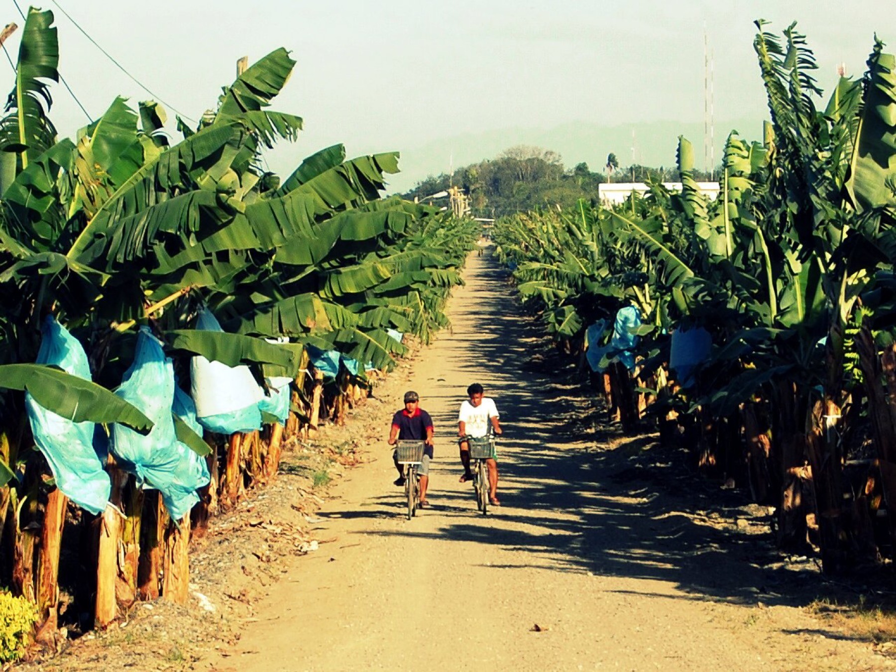 Workers on a plantation where Raka Trading Co. sources fresh produce